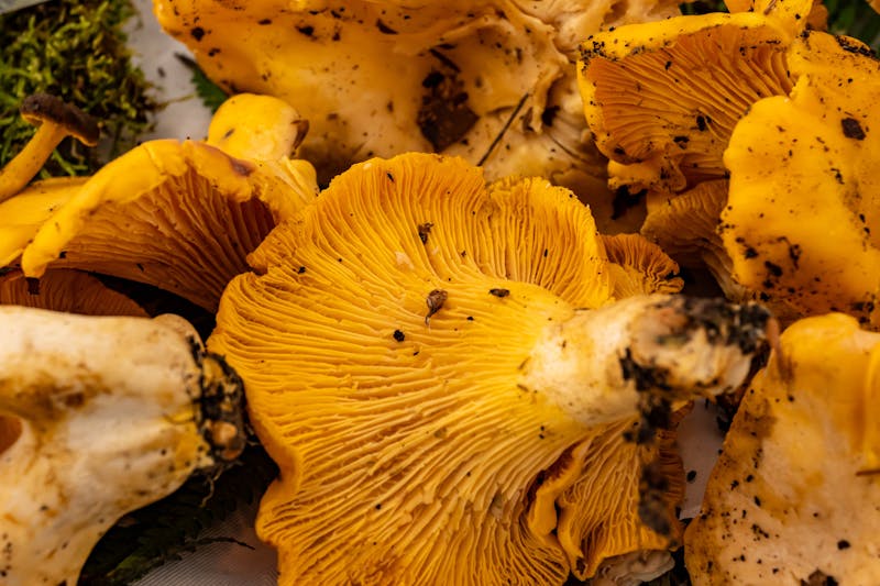 White Truffle Mushroom specialty pizza